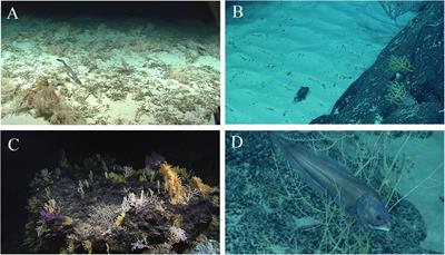 Vulnerable Marine Ecosystems, Communities, and Indicator Species: Confusing Concepts for Conservation of Seamounts